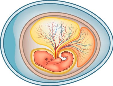 Amniotic egg structure