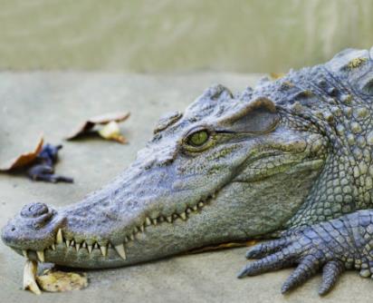 Crocodile