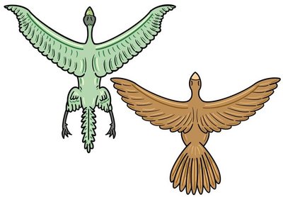 Archaeopteryx and modern bird comparison
