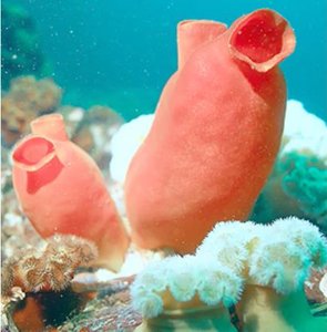 Tunicates, sessile urochordates