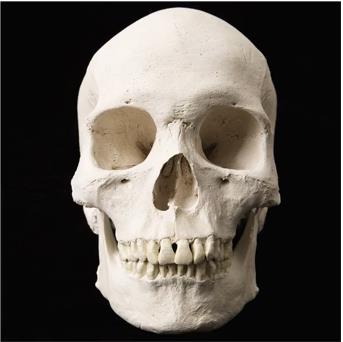 Human cranium