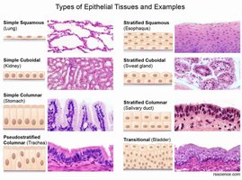 Types of Epithelial Tissues and Examples