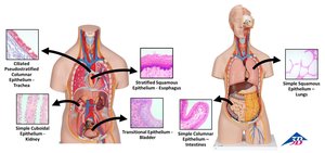 Distribution of Epithelial Tissues in the Human Body
