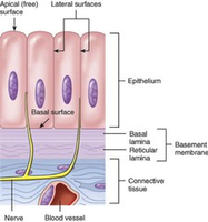 Structure of Basement Membrane and Epithelial Tissue