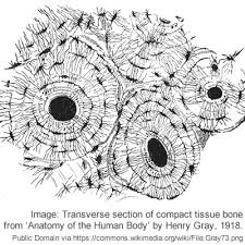 Transverse section of compact tissue bone