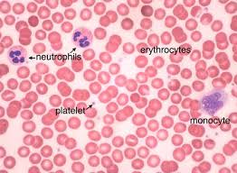 Blood cell types