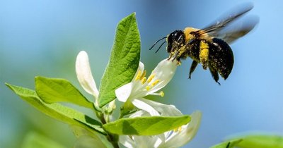 Bee pollinating a flower (mutualism)