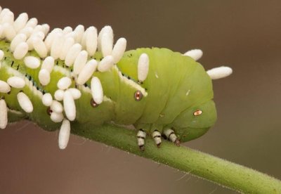 Caterpillar with parasitoid wasp eggs (parasitism)
