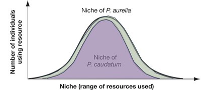 Niche overlap between P. aurelia and P. caudatum