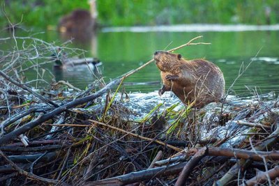 Beaver as an ecosystem engineer
