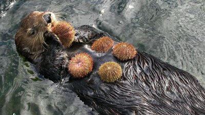 Sea otter as a keystone species