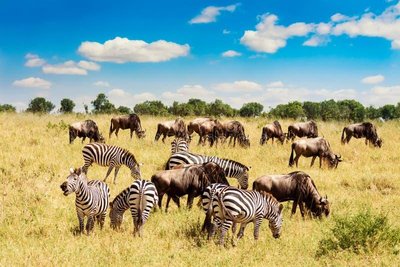 Savanna community with zebras and wildebeest