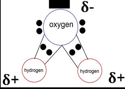 Diagram of H2O showing partial charges