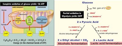 Glucose as the hub of energy processing