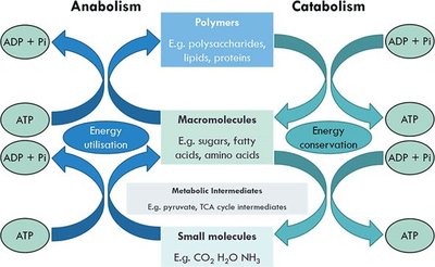 Metabolic pathway network