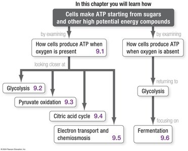 General Biology Study Guide: Cellular Respiration & Fermentation | Notes