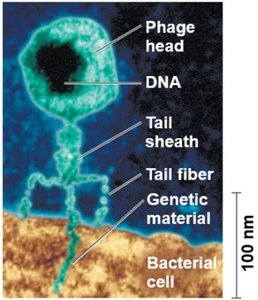 Structure of a bacteriophage