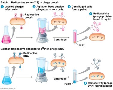 Hershey and Chase experiment: agitation and centrifugation
