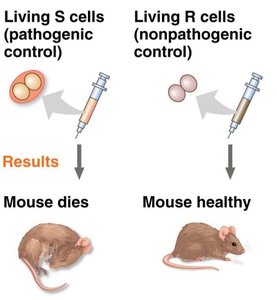 Results of injecting S and R cells into mice