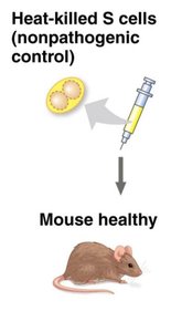 Heat-killed S cells do not kill mice
