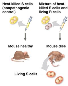 Mixture of heat-killed S and living R cells kills mice and produces living S cells