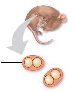 Transformation of R cells into S cells