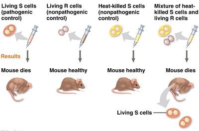 Summary of Griffith's experiment results