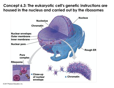 Structure of the nucleus
