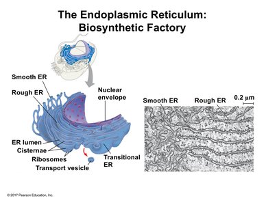 Structure and function of the endoplasmic reticulum