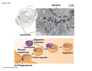 Phagocytosis process