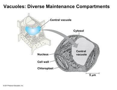 Central vacuole in a plant cell