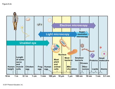 Scale of biological structures from atoms to cells