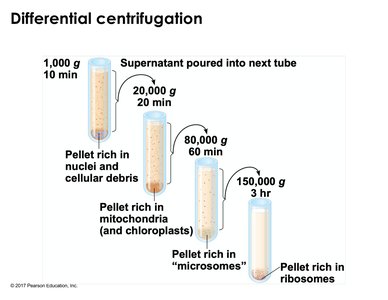 Differential centrifugation steps