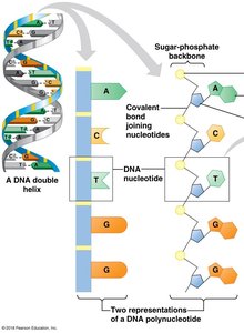DNA double helix and nucleotide structure