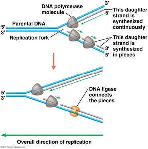 Leading and lagging strand synthesis during DNA replication