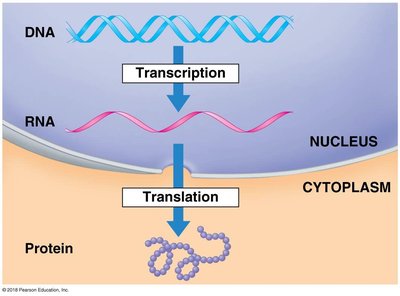 Overview of transcription and translation