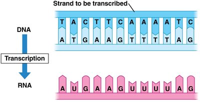 Transcription: DNA to RNA