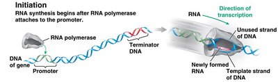 Initiation of transcription