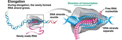 Elongation during transcription