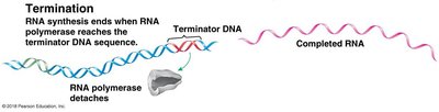 Termination of transcription