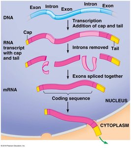 mRNA processing: capping, tailing, and splicing