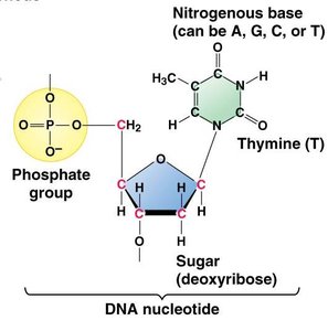 Structure of a DNA nucleotide