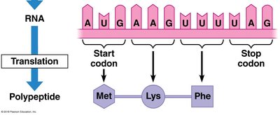 The genetic code wheel
