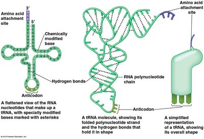 tRNA structure and function
