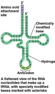 Ribosome structure