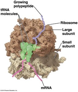 Initiation step 1: tRNA and ribosome binding