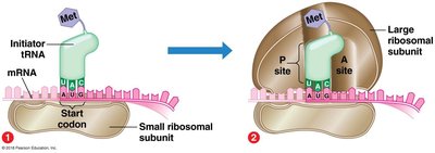 Ribosome binding sites