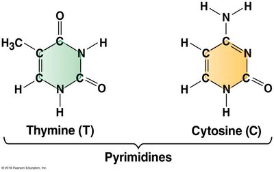 Pyrimidine bases: Thymine and Cytosine