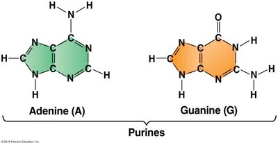 Purine bases: Adenine and Guanine