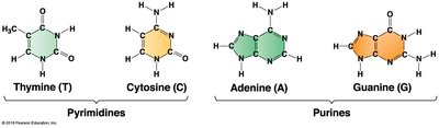 Comparison of purines and pyrimidines